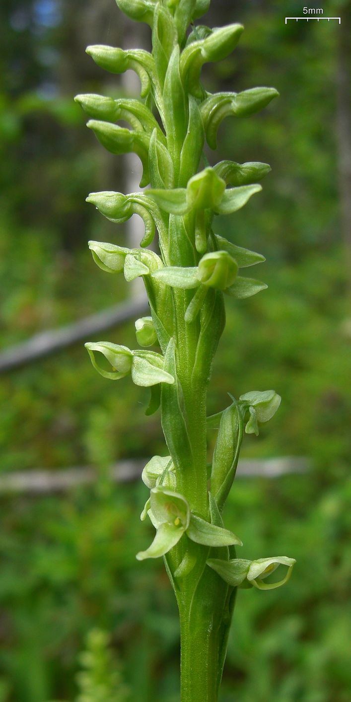 Platanthera huronensis FilePlatanthera huronensis Flickr 003jpg Wikimedia Commons