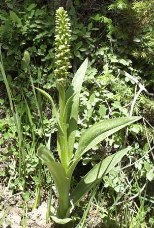 Platanthera huronensis Platanthera huronensis Green Bog Orchid