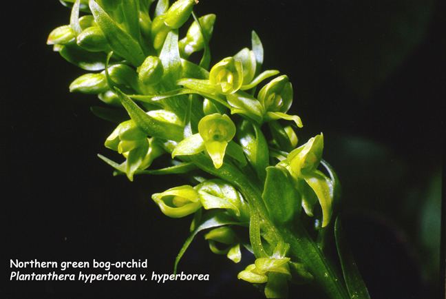 Platanthera hyperborea Platanthera hyperborea v hyperborea Northern green bogorchid