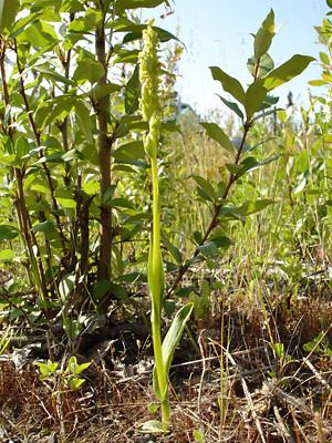 Platanthera hyperborea Alaska Wildflowersus Platanthera hyperborea var hyperborea L