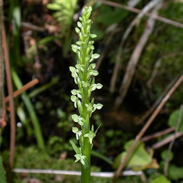 Platanthera hyperborea Platanthera hyperborea