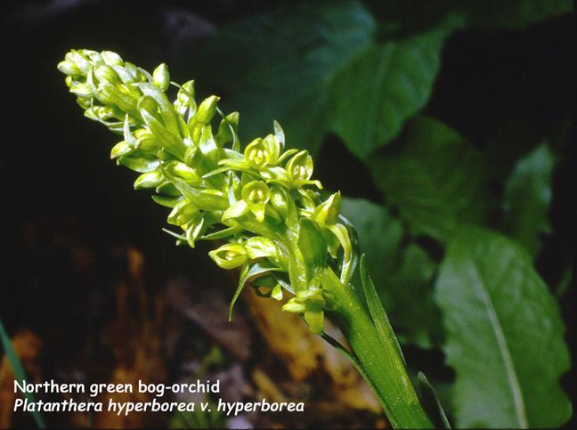 Platanthera hyperborea Platanthera hyperborea v hyperborea Northern green bogorchid