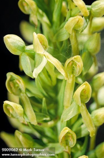 Platanthera hyperborea Platanthera hyperborea northern green bog orchid Wildflowers of