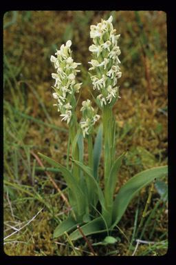 Platanthera hyperborea SEINet Arizona Chapter Platanthera hyperborea