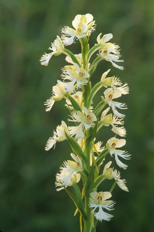 Platanthera leucophaea Platanthera leucophaea eastern prairie fringed orchid