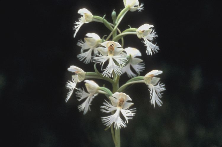 Platanthera leucophaea Platanthera leucophaea eastern prairie white fringed bogorchid