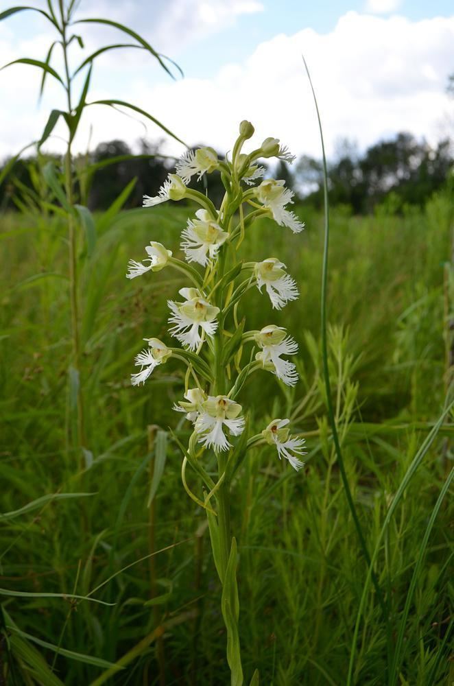 Platanthera leucophaea Platanthera leucophaea Eastern Prairie Fringed Orchid Go Orchids