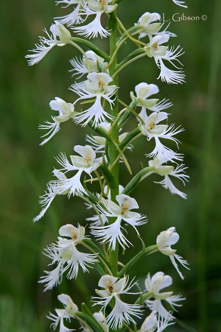 Platanthera leucophaea The Buckeye Botanist The Federally Threatened Prairie Fringed Orchid