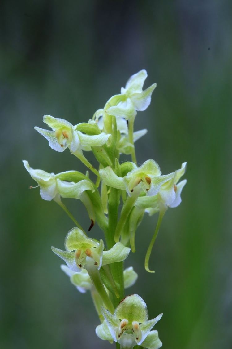 Platanthera obtusata Native Orchids of the Pacific Northwest and the Canadian Rockies