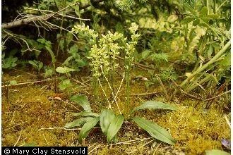 Platanthera obtusata Plants Profile for Platanthera obtusata bluntleaved orchid