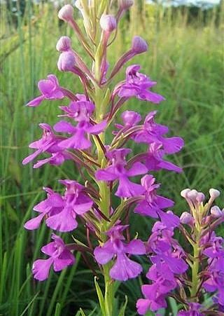 Platanthera peramoena Purple Fringeless Orchid Platanthera peramoena