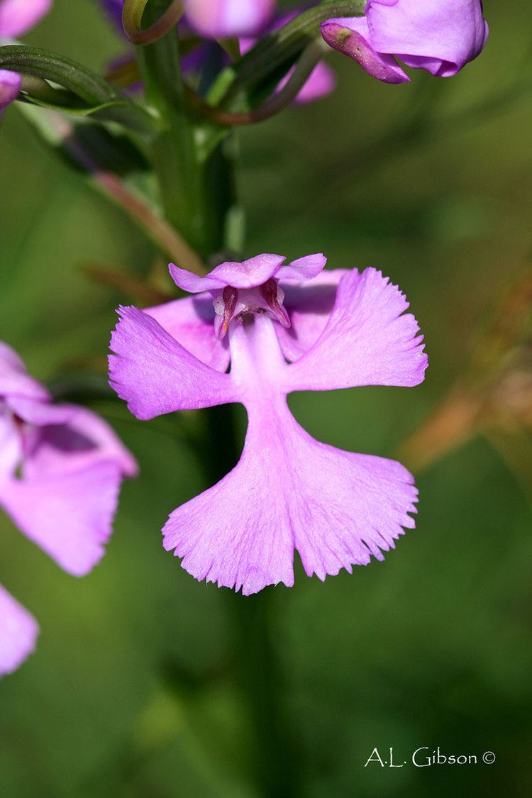 Platanthera peramoena The Buckeye Botanist Purple Fringeless Orchid Platanthera peramoena