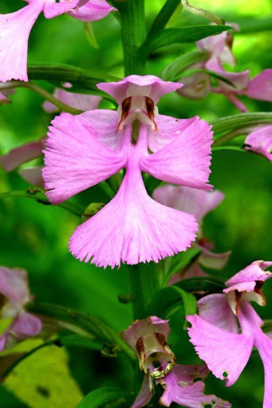 Platanthera peramoena Platanthera peramoena Purple Fringeless Orchid Go Orchids