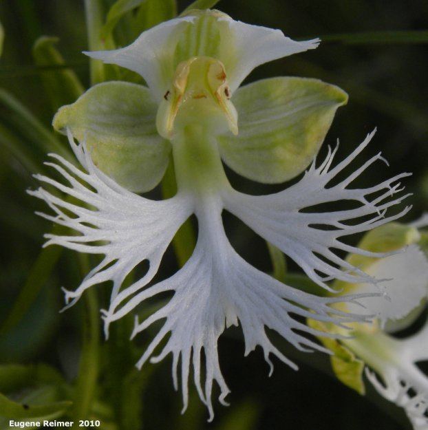 Platanthera praeclara Western prairie fringedorchid Platanthera praeclara flower