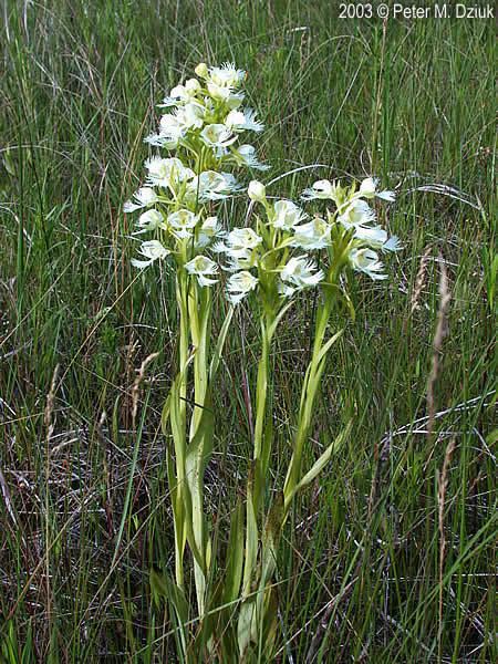 Platanthera praeclara Platanthera praeclara Western Prairie Fringed Orchid Minnesota