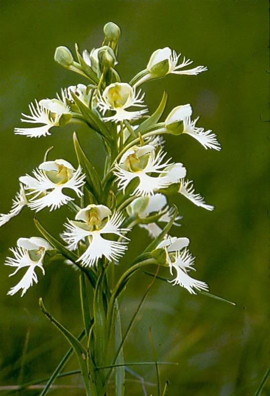 Platanthera praeclara Platanthera praeclara western prairie fringed orchid