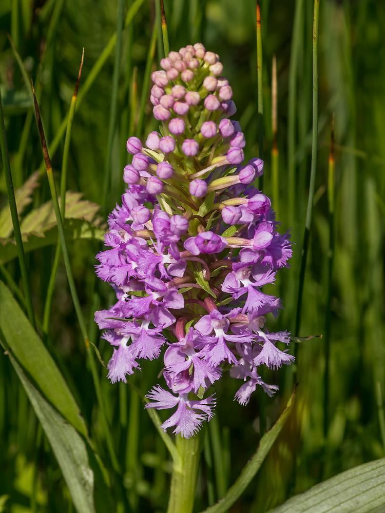 Platanthera psycodes Platanthera psycodes Lesser Purple Fringed Bog Orchid Go Orchids