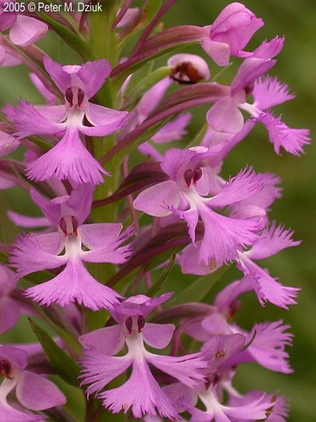Platanthera psycodes Platanthera psycodes Lesser Purple Fringed Orchid Minnesota