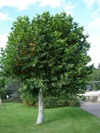 Platanus Platanus x acerifolia Plantinfo EVERYTHING and ANYTHING about