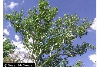Platanus wrightii Plants Profile for Platanus wrightii Arizona sycamore