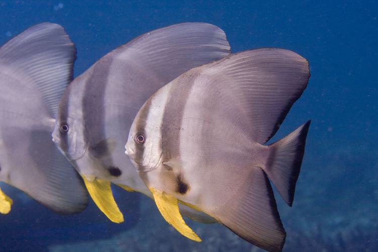 Platax teira Platax teira Longfin spadefish Kri Raja Ampat West Papua IMG0202jpg