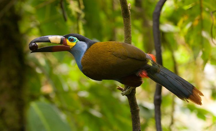Plate-billed mountain toucan Surfbirds Online Photo Gallery Search Results
