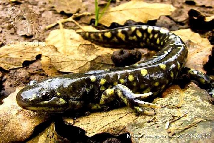 Plateau tiger salamander 4bpblogspotcomyZFjEagv0U7K1y9yA80IAAAAAAA