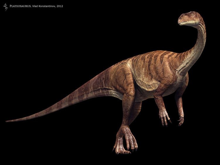 Plateosaurus Plateosaurus Facts and Pictures