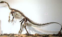 Plateosaurus Plateosaurus Wikipedia