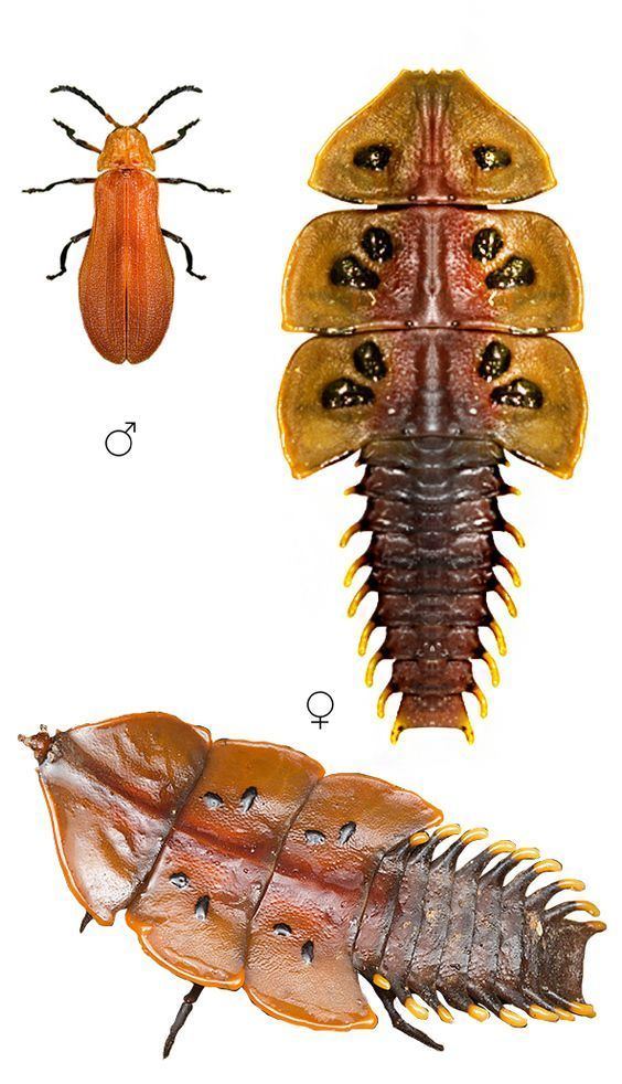 Platerodrilus Platerodrilus ruficollis male and female INSECTS ELATEROIDEA