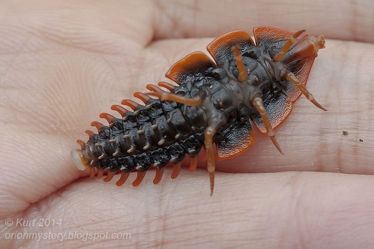 Platerodrilus Platerodrilus sp IMG1919 copy Trilobite Beetle Platerod Flickr