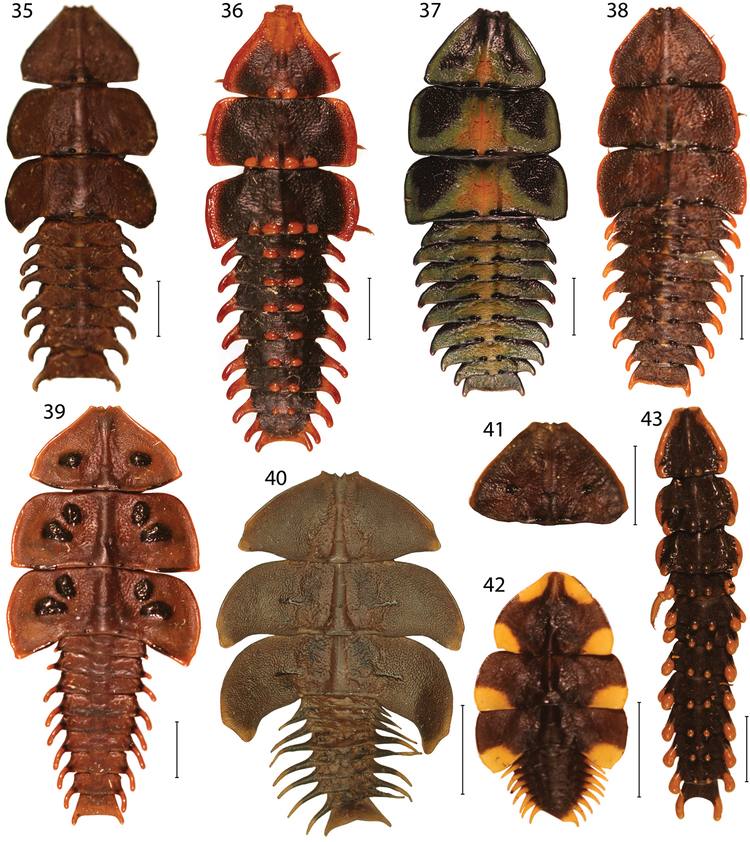 Platerodrilus The taxonomy and diversity of Platerodrilus Coleoptera Lycidae