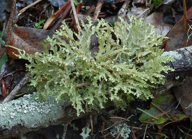 Platismatia Ways of Enlichenment Lichens of North America