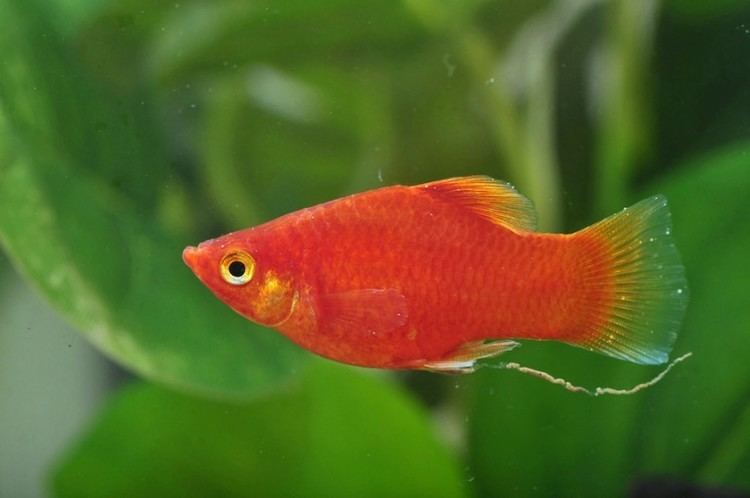 Platy (fish) Platy Fish Freshwater Aquarium Fish Article and Pictures Pet Yak