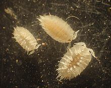 Platyarthridae httpsuploadwikimediaorgwikipediacommonsthu