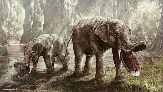Platybelodon Absurd Creature of the Week This Prehistoric Elephant Had a Huge