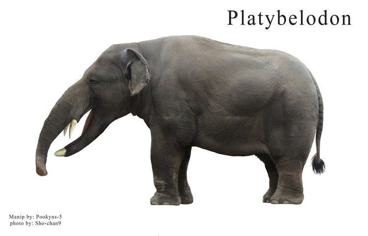 Platybelodon Platybelodon Facts and Pictures