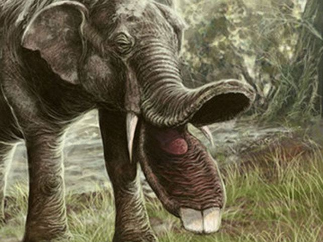 Platybelodon A Mouth I Can39t Stop Thinking About Krulwich Wonders NPR