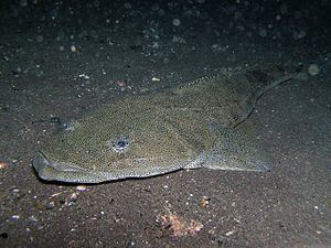 Platycephalidae httpsuploadwikimediaorgwikipediacommonsthu