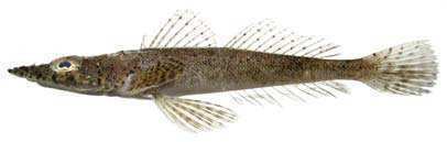 Platycephalidae Fishes of Andaman Sea