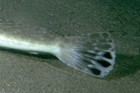 Platycephalus speculator fishesofaustralianetauimagesthumbnailimagePla