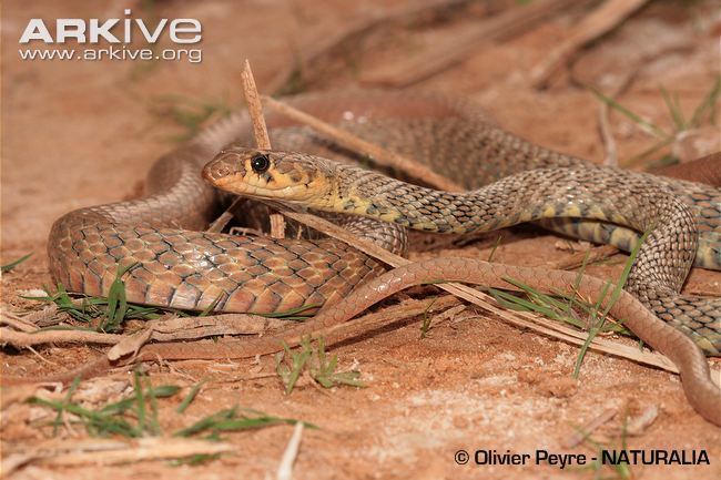 Platyceps Wadi racer videos photos and facts Platyceps rhodorachis ARKive