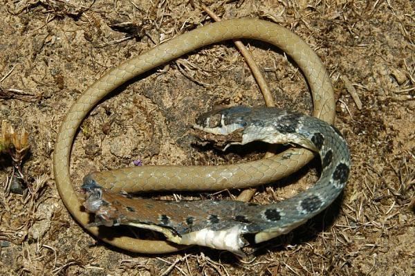 Platyceps najadum Platyceps najadum syn Coluber najadum Dahl39s Whip Snake photo