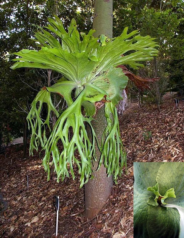 Platycerium Plants amp Flowers Platycerium grande