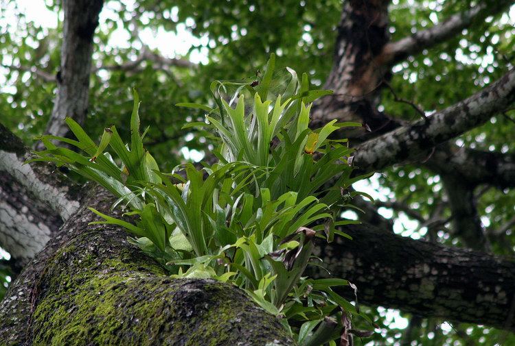 Platycerium alcicorne Flora of Zimbabwe Cultivated species information individual