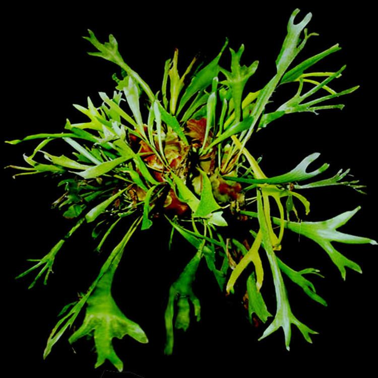 Platycerium alcicorne Platycerium alcicorne Desv Staghorn fern Exotic Rainforest rare