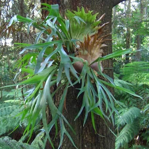 Platycerium bifurcatum Platycerium bifurcatum Growing Native Plants