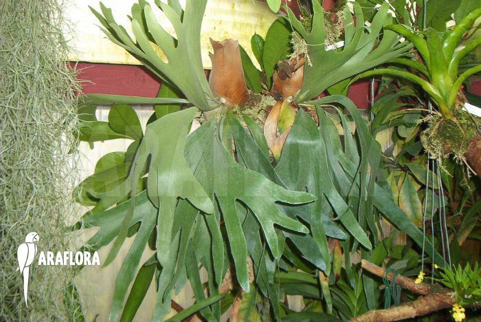 Platycerium bifurcatum Araflora exotic flora amp more Common staghorn fern 39Platycerium
