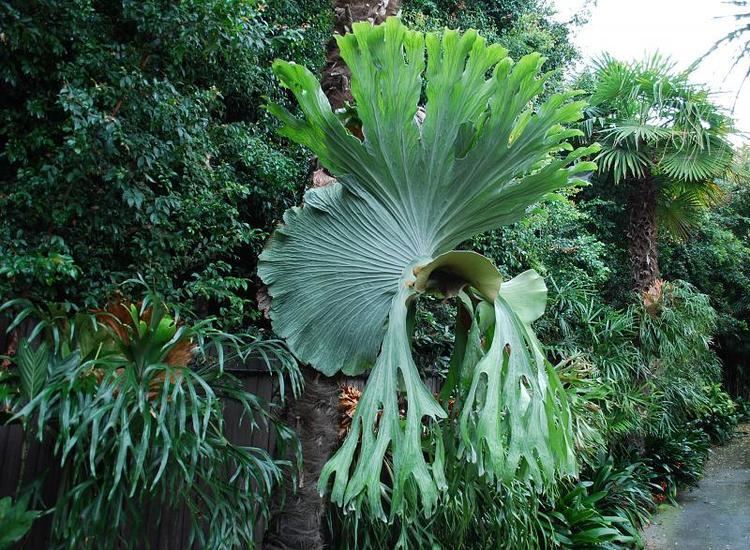 Platycerium superbum 1000 images about Staghorn Ferns on Pinterest Gardens Ferns for