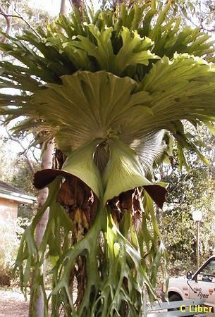Platycerium superbum Platycerium superbum Staghorn fernAustralian Naive Plants Society